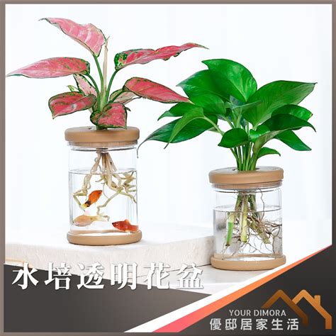 水生植物盆栽養魚|水耕植物可以養魚嗎？解密魚菜共生的魅力與實踐 – 植物盆栽綠寶典